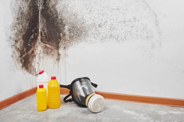 Crawl Space Mold Removal in Hurricane, UT