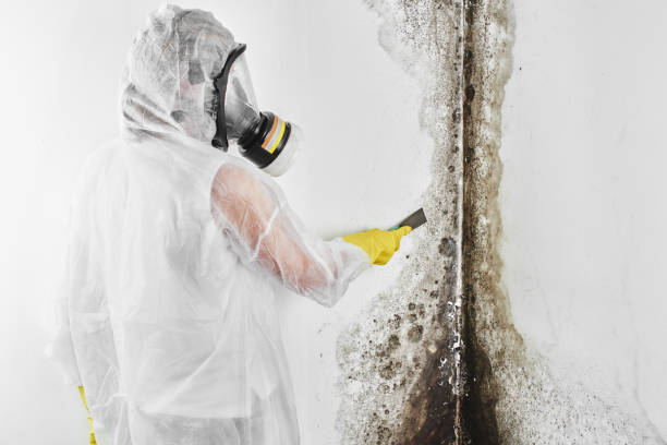 Best Mold Cleaning Services  in Hurricane, UT