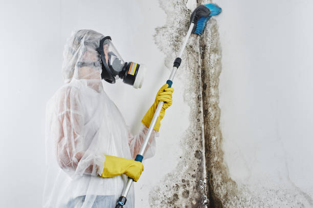 Office Mold Removal Services in Hurricane, UT