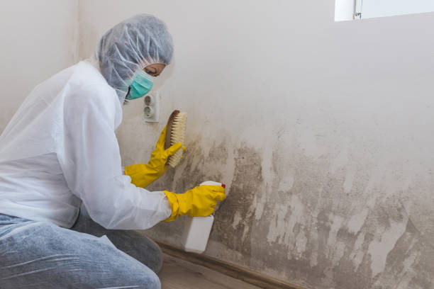Best Mold Damage Repair  in Hurricane, UT