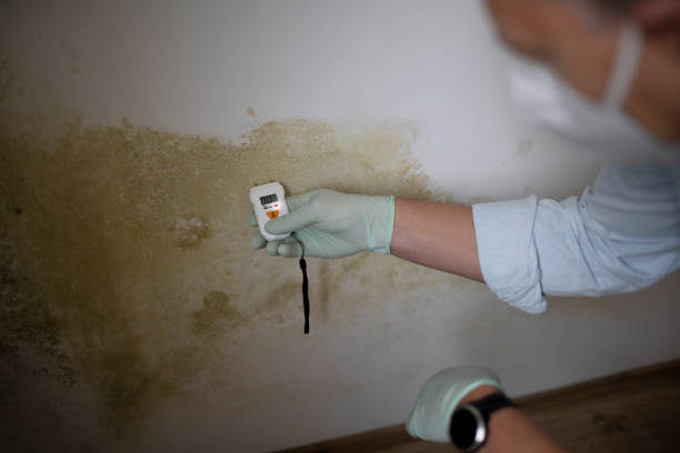 Best Local Mold Removal Service  in Hurricane, UT