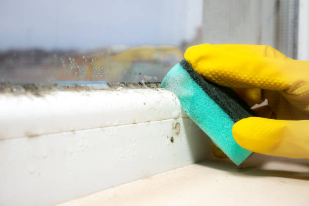 Best Professional Mold Removal  in Hurricane, UT