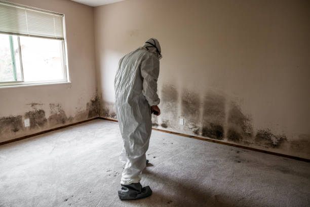Best Commercial Mold Removal  in Hurricane, UT