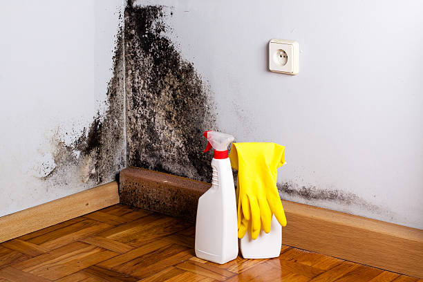 Best Mold Testing  in Hurricane, UT