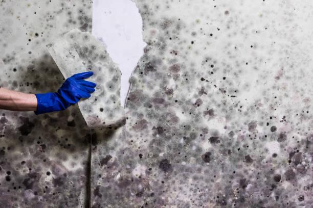 Attic Mold Removal in Hurricane, UT