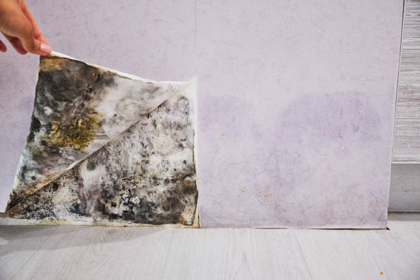 Hurricane, UT Mold Removal Company